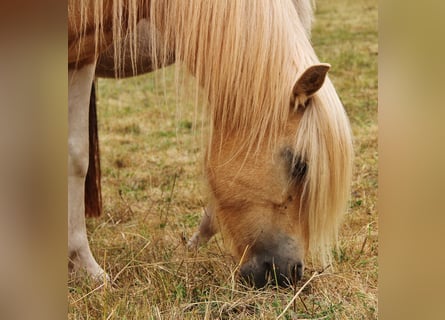 IJslander, Merrie, 7 Jaar, 139 cm, Gevlekt-paard