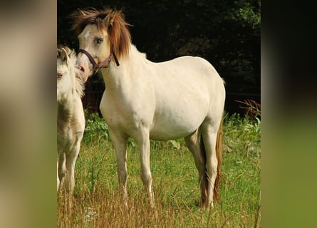 IJslander, Merrie, 7 Jaar, 140 cm, Gevlekt-paard