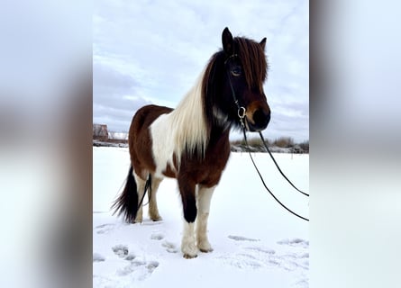 IJslander, Merrie, 7 Jaar, 140 cm, Gevlekt-paard