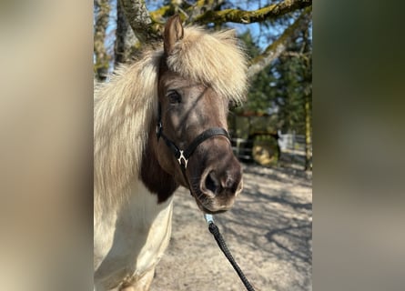 IJslander, Merrie, 7 Jaar, 140 cm, Gevlekt-paard