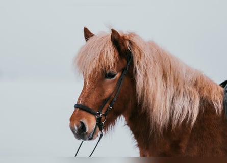 IJslander, Merrie, 7 Jaar, 142 cm, Vos