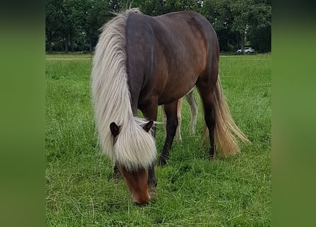 IJslander, Merrie, 7 Jaar, 144 cm, Falbe