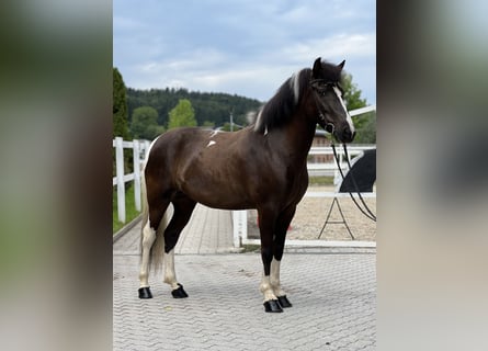IJslander, Merrie, 7 Jaar, 145 cm, Gevlekt-paard