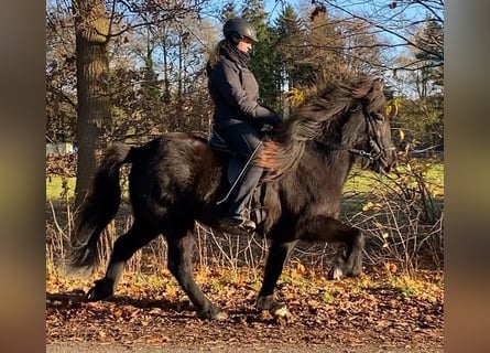 IJslander, Merrie, 7 Jaar, 147 cm, Zwart