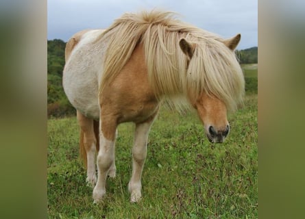 IJslander, Merrie, 8 Jaar, 138 cm, Gevlekt-paard