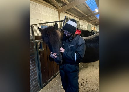 IJslander, Merrie, 8 Jaar, 138 cm, Zwart