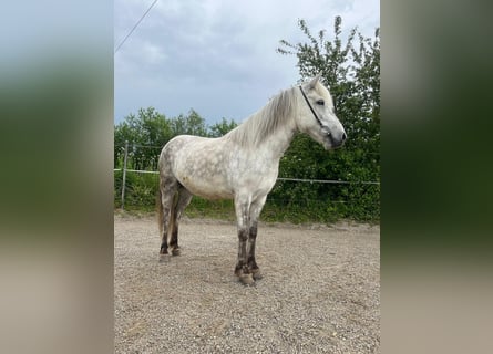 Islandpferd, Stute, 8 Jahre, 140 cm, Schimmel