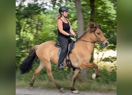 IJslander, Merrie, 8 Jaar, 141 cm, Falbe