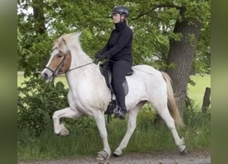IJslander, Merrie, 8 Jaar, 142 cm, Gevlekt-paard