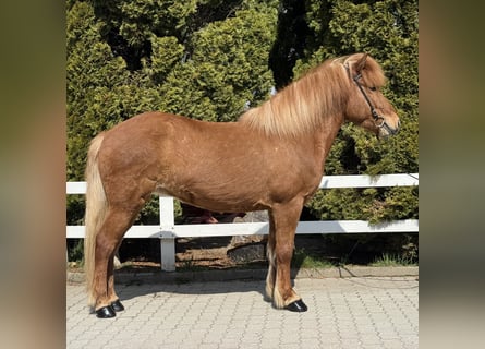 IJslander, Merrie, 8 Jaar, 142 cm, Vos