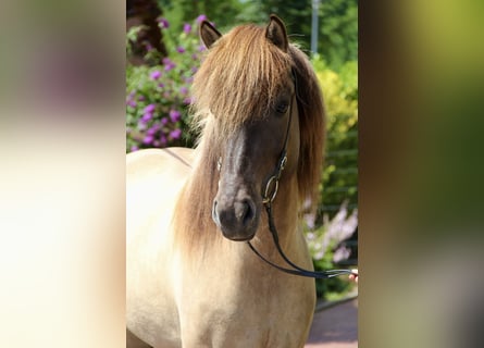 IJslander, Merrie, 8 Jaar, 150 cm, Falbe
