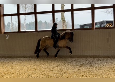 IJslander, Merrie, 8 Jaar, 153 cm, Falbe