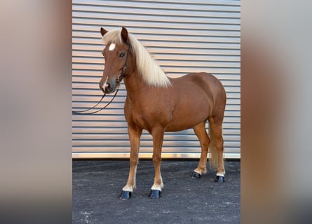 IJslander, Merrie, 9 Jaar, 138 cm, Vos