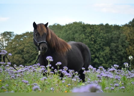 IJslander, Merrie, 9 Jaar, 140 cm, Bruin