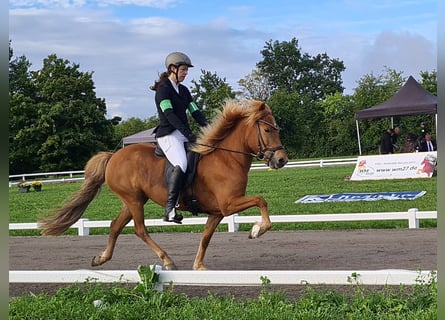 IJslander, Merrie, 9 Jaar, 143 cm, Vos