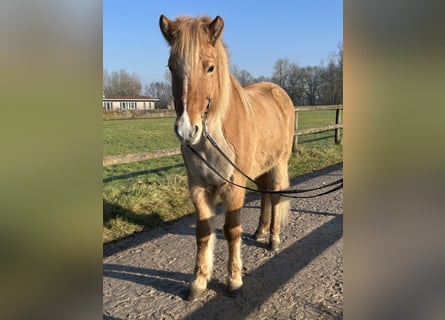 IJslander, Merrie, 9 Jaar, 147 cm, Falbe