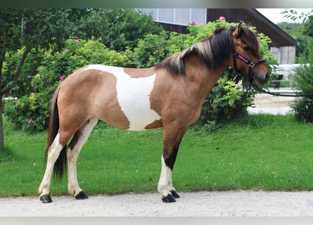 IJslander, Merrie, 9 Jaar, Gevlekt-paard