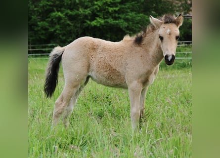 IJslander, Merrie, , 139 cm, Buckskin