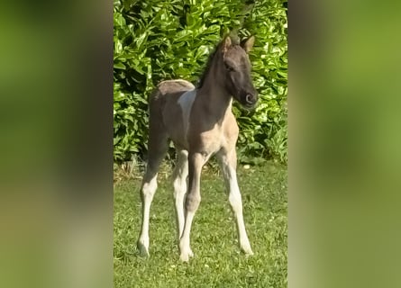 IJslander, Merrie, Veulen (06/2025), 140 cm, Gevlekt-paard