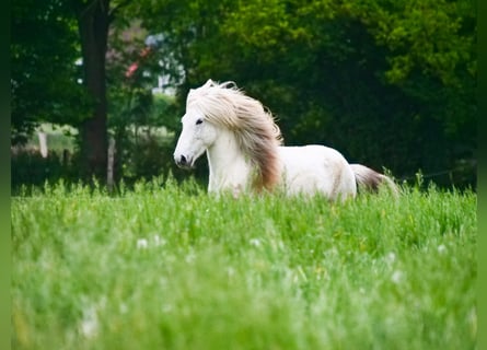 Islandpferd, Wallach, 10 Jahre, 140 cm, Schimmel