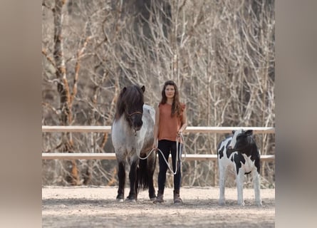 IJslander, Ruin, 11 Jaar, 135 cm, Roan-Blue