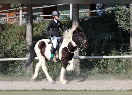 Islandpferd, Wallach, 11 Jahre, 140 cm, Schecke