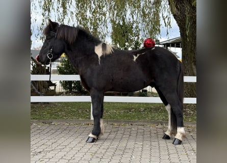 IJslander, Ruin, 11 Jaar, 141 cm, Gevlekt-paard