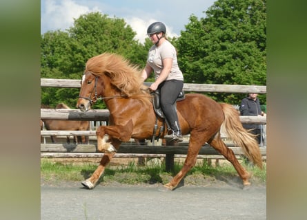 IJslander, Ruin, 11 Jaar, 142 cm, Vos