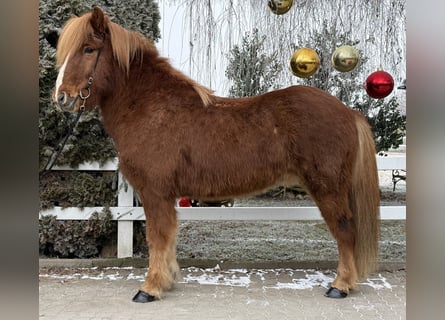 IJslander, Ruin, 11 Jaar, 145 cm, Vos