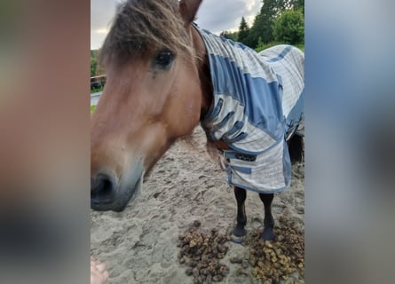 IJslander, Ruin, 11 Jaar, 150 cm, Bruin