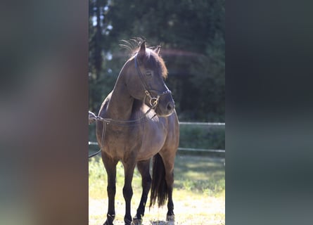 IJslander, Ruin, 13 Jaar, 139 cm, Zwart