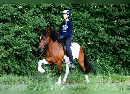 IJslander, Ruin, 13 Jaar, 144 cm, Gevlekt-paard