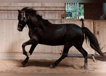 IJslander, Ruin, 16 Jaar, 138 cm, Zwart
