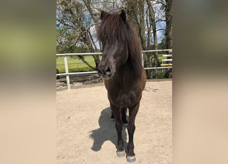 IJslander, Ruin, 17 Jaar, 138 cm, Zwart