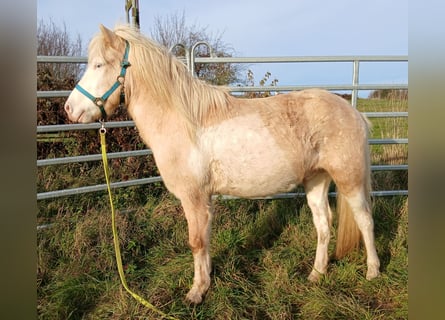 IJslander, Ruin, 3 Jaar, 139 cm, Palomino