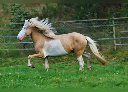 IJslander, Ruin, 3 Jaar, 139 cm, Palomino