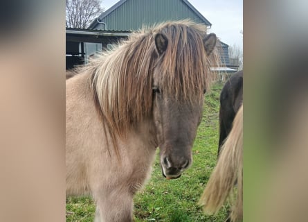 IJslander, Ruin, 3 Jaar, 140 cm, Falbe