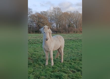 IJslander, Ruin, 3 Jaar, 143 cm, Palomino