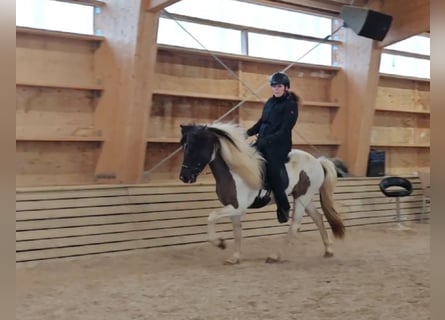 IJslander, Ruin, 4 Jaar, Gevlekt-paard