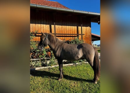 IJslander, Ruin, 5 Jaar, 138 cm, Falbe