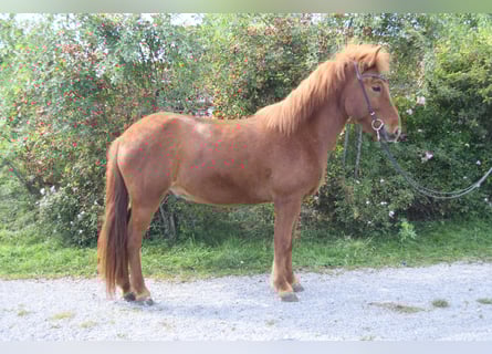 IJslander, Ruin, 5 Jaar, 143 cm, Roodvos