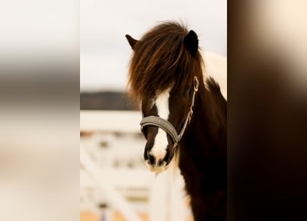 IJslander, Ruin, 5 Jaar, 145 cm, Gevlekt-paard