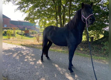 Islandpferd, Wallach, 5 Jahre, 148 cm