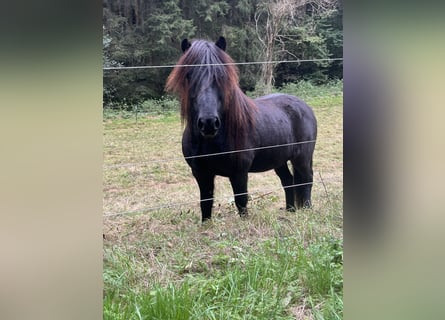 Islandpferd, Wallach, 6 Jahre, 138 cm, Rappe