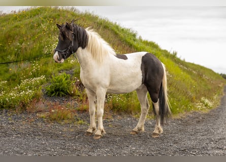 IJslander, Ruin, 6 Jaar, 140 cm, Gevlekt-paard