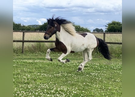 IJslander, Ruin, 6 Jaar, 142 cm, Gevlekt-paard