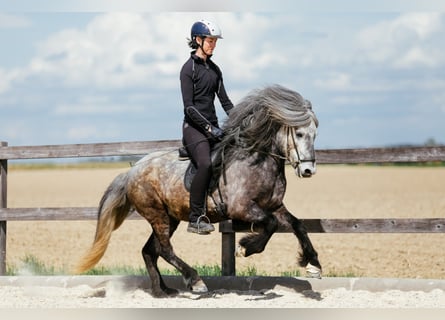 IJslander, Ruin, 6 Jaar, 142 cm, Schimmel
