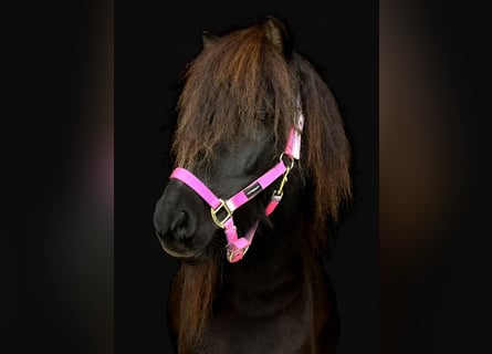 IJslander, Ruin, 7 Jaar, 136 cm, Zwart