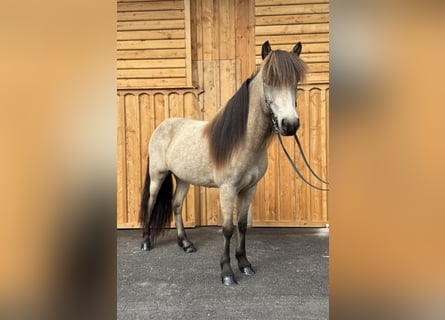 IJslander, Ruin, 7 Jaar, 138 cm, Buckskin