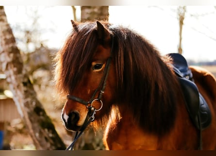 IJslander, Ruin, 7 Jaar, 145 cm, Bruin